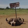 El cocodrilo del Nilo y el enfrentamiento entre tres animales en el Parque Nacional del Serengueti, Kenia
