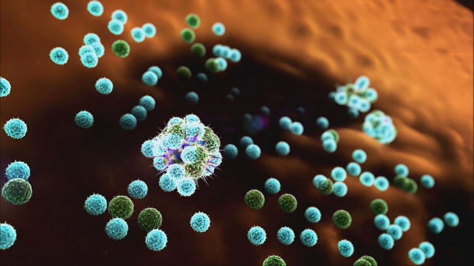 Los expertos recalcan que el hantavirus "no es nuevo" y que "la transmisión interhumana es muy difícil"