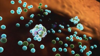 Los expertos recalcan que el hantavirus "no es nuevo" y que "la transmisión interhumana es muy difícil"