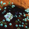 Los expertos recalcan que el hantavirus "no es nuevo" y que "la transmisión interhumana es muy difícil"