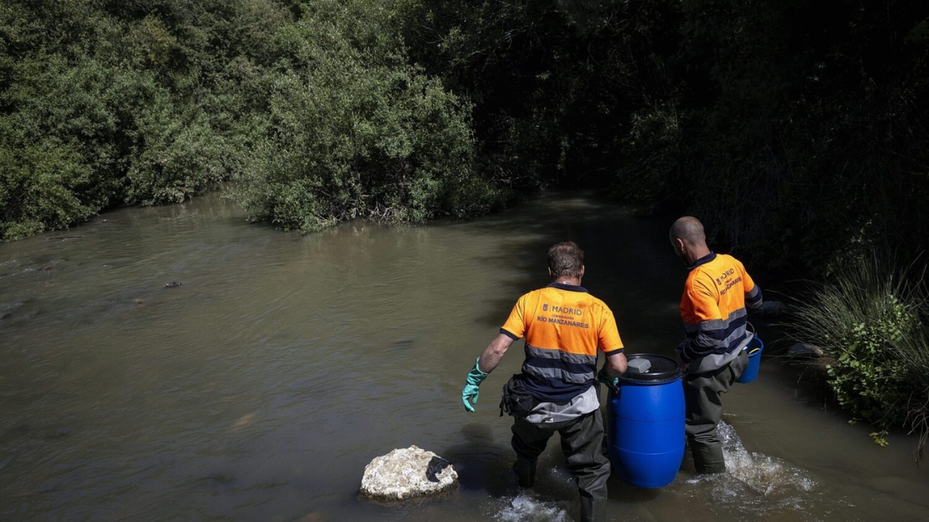 Madrid refuerza la recuperación del Manzanares con peces autóctonos