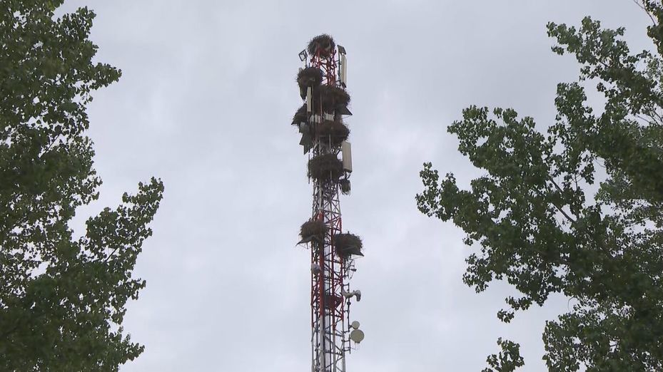 Las cigüeñas dejan sin cobertura móvil a los vecinos de Soto del Real