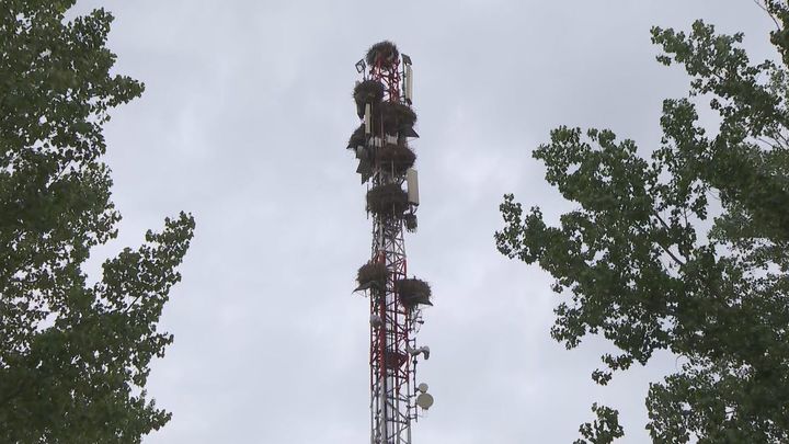 Las cigüeñas dejan sin cobertura móvil a los vecinos de Soto del Real