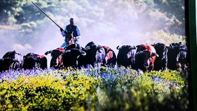 Las Ventas muestra la vida del toro bravo en una exposición urbana