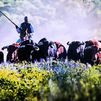 Las Ventas muestra la vida del toro bravo en una exposición urbana