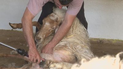Las ovejas del Imidra pasan por la 'peluquería' en Aranjuez