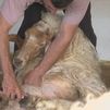 Las ovejas del Imidra pasan por la 'peluquería' en Aranjuez