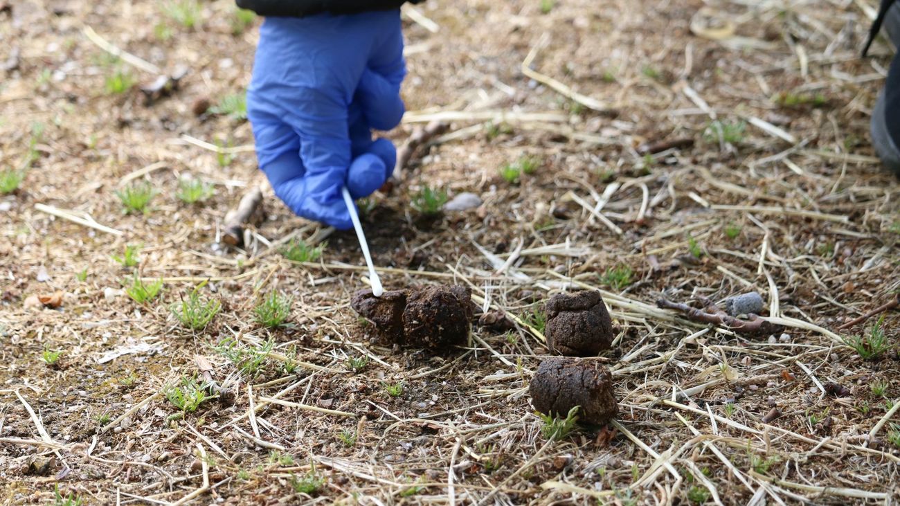 Toma de muestras de ADN en unas deyecciones caninas en Alcalá de Henares