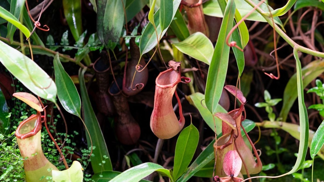 Una planta carnívora, posible ayuda para las personas celiacas