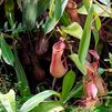 Una planta carnívora, posible ayuda para las personas celiacas