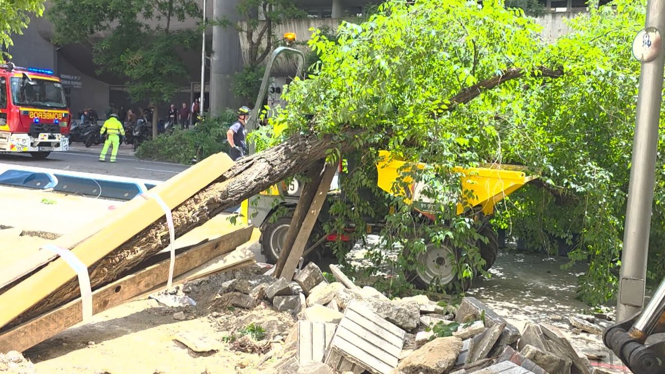 Un árbol de grandes dimensiones colapsa en plena acera de Conde de Peñalver durante unas obras