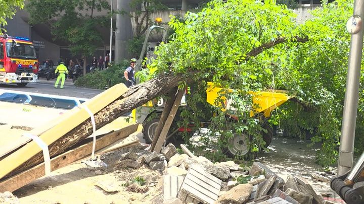 Un árbol de grandes dimensiones colapsa en plena acera de Conde de Peñalver durante unas obras