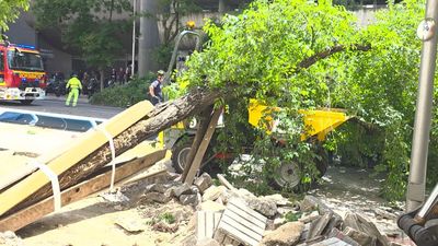 Un árbol de grandes dimensiones colapsa en plena acera de Conde de Peñalver durante unas obras