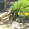 Un árbol de grandes dimensiones colapsa en plena acera de Conde de Peñalver durante unas obras