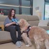 Mucho más que compañía: así es la labor de los perros de asistencia