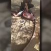 El alcalde de Figueras denuncia un fallo del sistema que no protegió a la mujer asesinada por su expareja