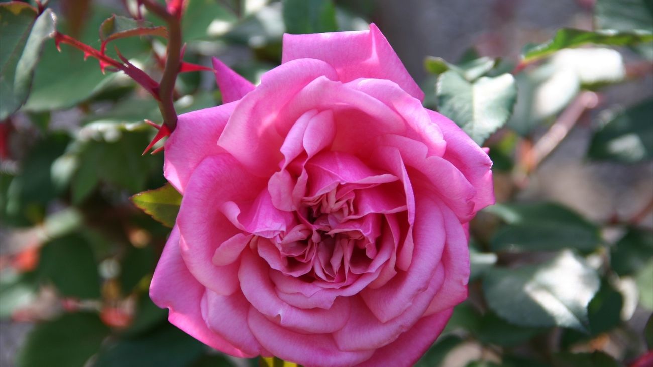 Una de las rosas de la colección del Botánico