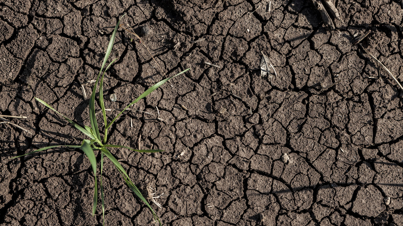 BioSoil, la startup que “hackea” bacterias para recuperar suelos agrícolas degradados