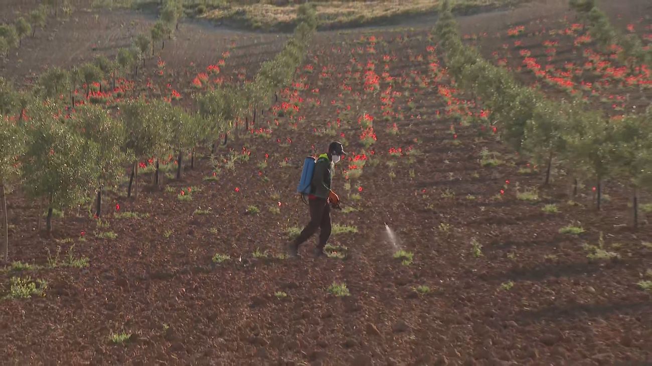 El Plan de Dinamización del Sector Primario recupera 57 nuevos agricultores jóvenes en la región