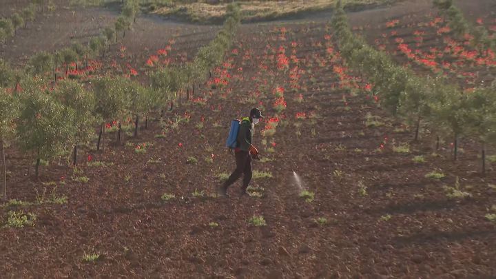 El Plan de Dinamización del Sector Primario recupera 57 nuevos agricultores jóvenes en la región