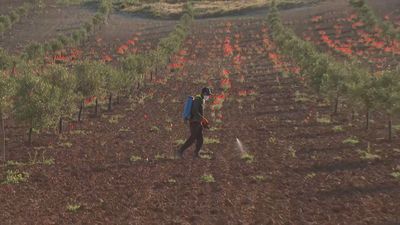 El Plan de Dinamización del Sector Primario recupera 57 nuevos agricultores jóvenes en la región