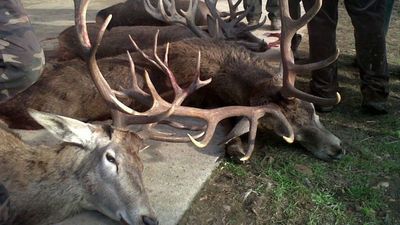"Permitirá cazar todo, siempre y por cualquier medio", ecologistas y animalistas denuncian la Ley de Caza de Madrid