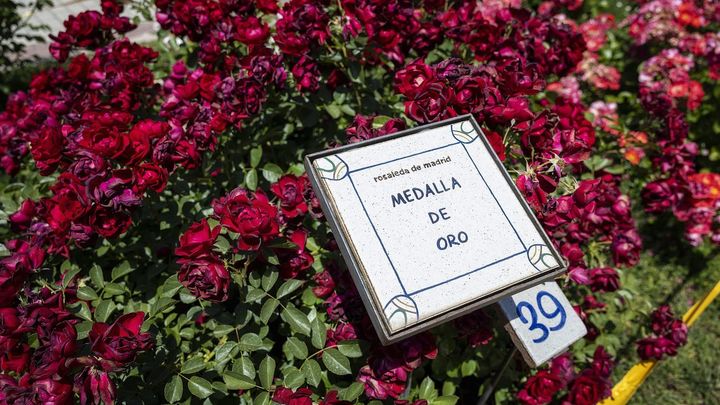 Una floribunda alemana gana el concurso de rosas nuevas de la Villa de Madrid