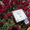 Una floribunda alemana gana el concurso de rosas nuevas de la Villa de Madrid