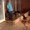 El 'vampiro de Humanes' irá a juicio por maltrato animal e intrusismo profesional