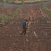 El Plan de Dinamización del Sector Primario recupera 57 nuevos agricultores jóvenes en la región