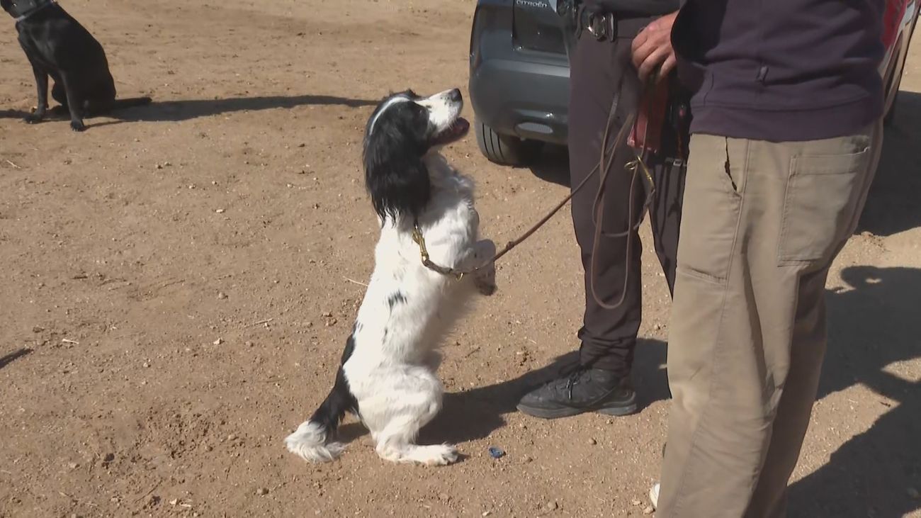 Los héroes de cuatro patas toman Paracuellos: así trabaja la Unidad Canina K9