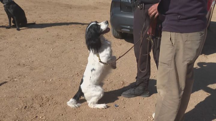 Los héroes de cuatro patas toman Paracuellos: así trabaja la Unidad Canina K9