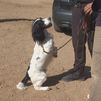 Los héroes de cuatro patas toman Paracuellos: así trabaja la Unidad Canina K9