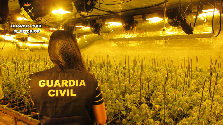 Dos detenidos en Navacerrada por cultivar más de 700 plantas de marihuana en una plantación indoor