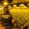 Dos detenidos en Navacerrada por cultivar más de 700 plantas de marihuana en una plantación indoor