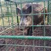 Piden investigar la caza furtiva de jabalíes tras aparecer más cadáveres en Villaviciosa