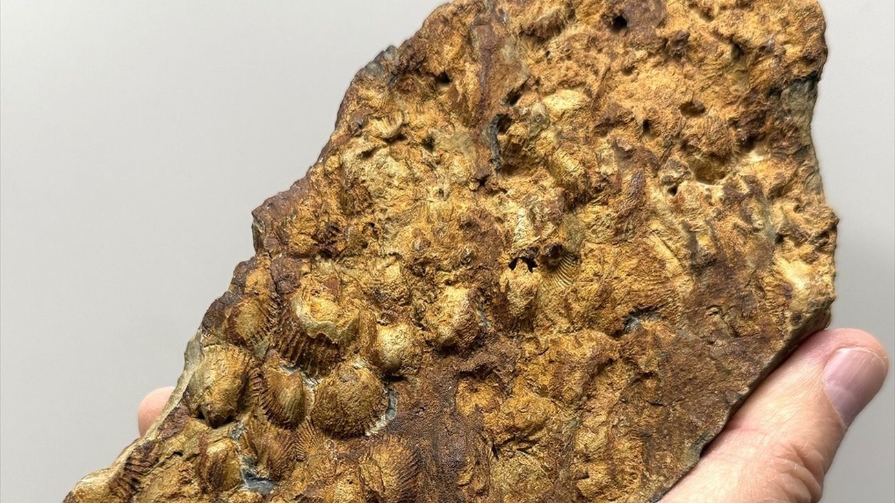 Hallan en la Sierra Norte fósiles marinos de hace 460 millones de años