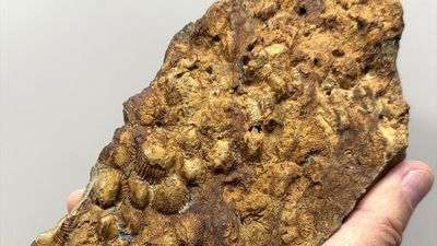 Hallan en la Sierra Norte fósiles marinos de hace 460 millones de años, los más antiguos de Madrid