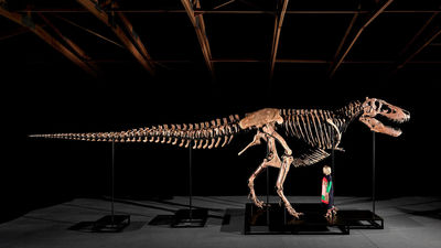 Subastan en Nueva York uno de los dinosaurios más grandes hallados por hasta 30 millones de dólares