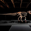 Subastan en Nueva York uno de los dinosaurios más grandes hallados por hasta 30 millones de dólares