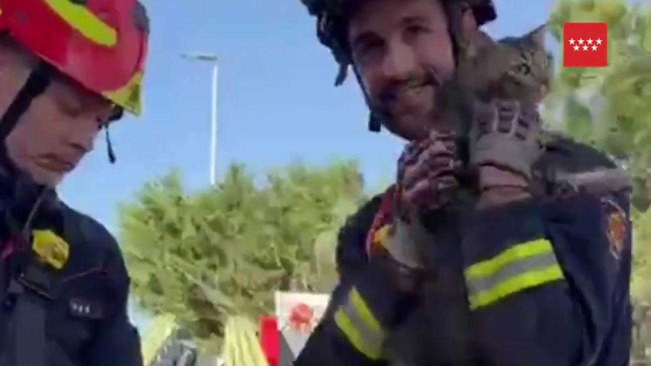 Los bomberos salvan a un gato atrapado desde el lunes en un árbol de Brunete