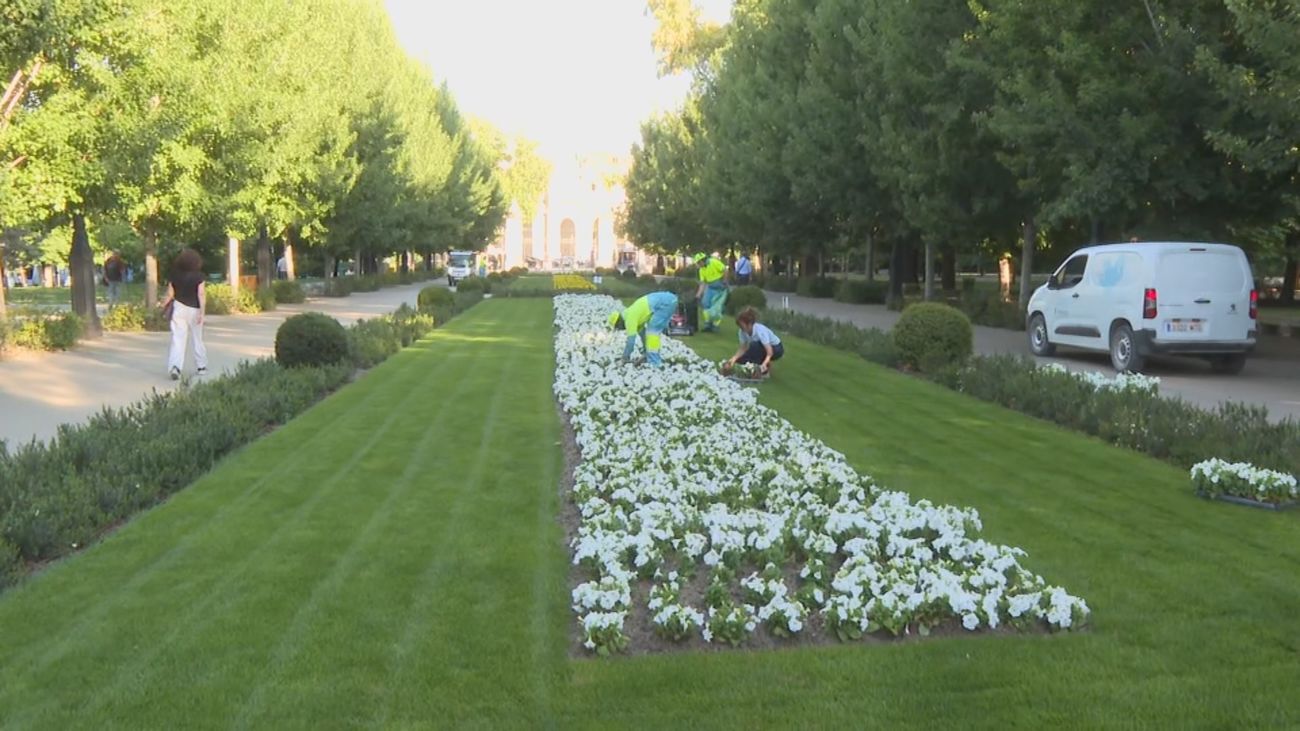 100.000 flores amarillas y blancas visten Madrid para recibir a León XIV