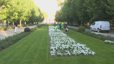 100.000 flores amarillas y blancas visten Madrid para recibir a León XIV