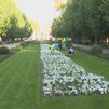 100.000 flores amarillas y blancas visten Madrid para recibir a León XIV