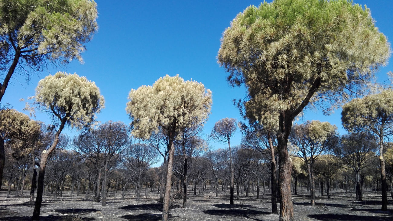 Zona de pinos en el Parque Nacional de Doñana