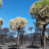 Zona de pinos en el Parque Nacional de Doñana