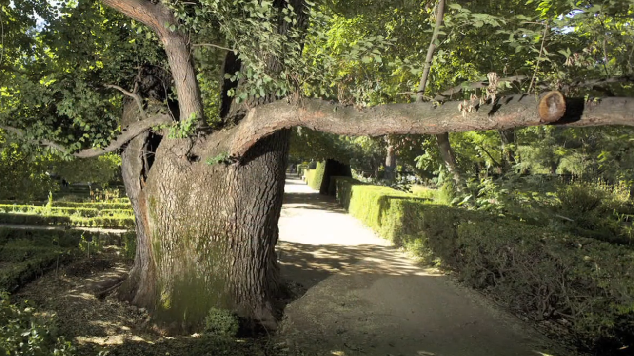 'Pantalones' el emblemático olmo del Real Jardín Botánico de Madrid