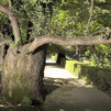 La segunda vida de 'Pantalones' el viejo olmo del Real Jardín Botánico de Madrid
