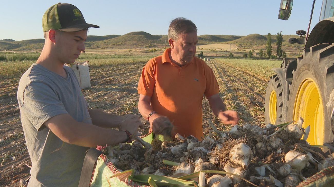 La recogida de ajo en Titulcia, a la espera de una cosecha histórica