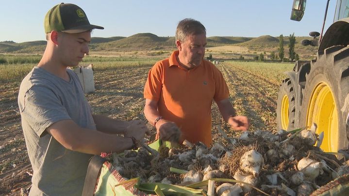 La recogida de ajo en Titulcia, a la espera de una cosecha histórica